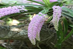 Rhynchostylis retusa